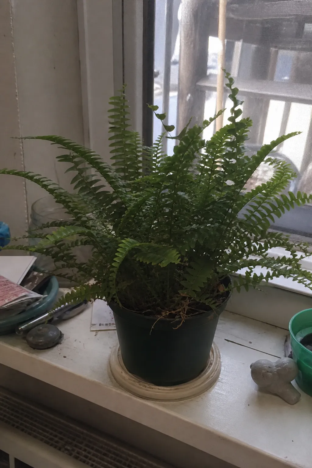 An ordinary dull vertical smartphone snapshot of a fern in a plastic pot on a cluttered windowsill, the flat literal plant photo most people start from before styling it.