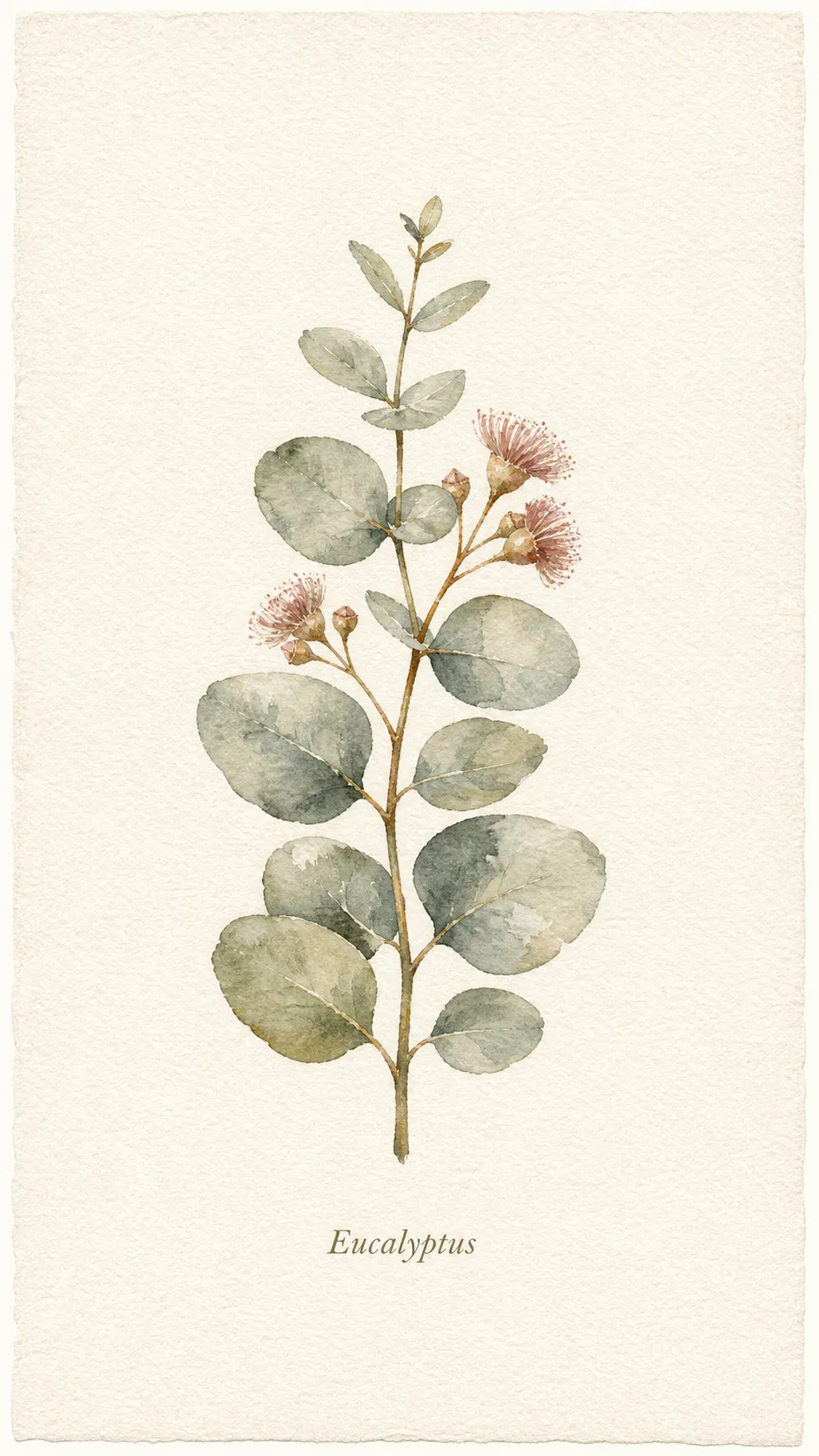 A loose watercolor botanical print of a single eucalyptus sprig in soft sage and muted rose washes on warm paper, centered with a serif-italic Latin-name label, titled Eucalyptus.