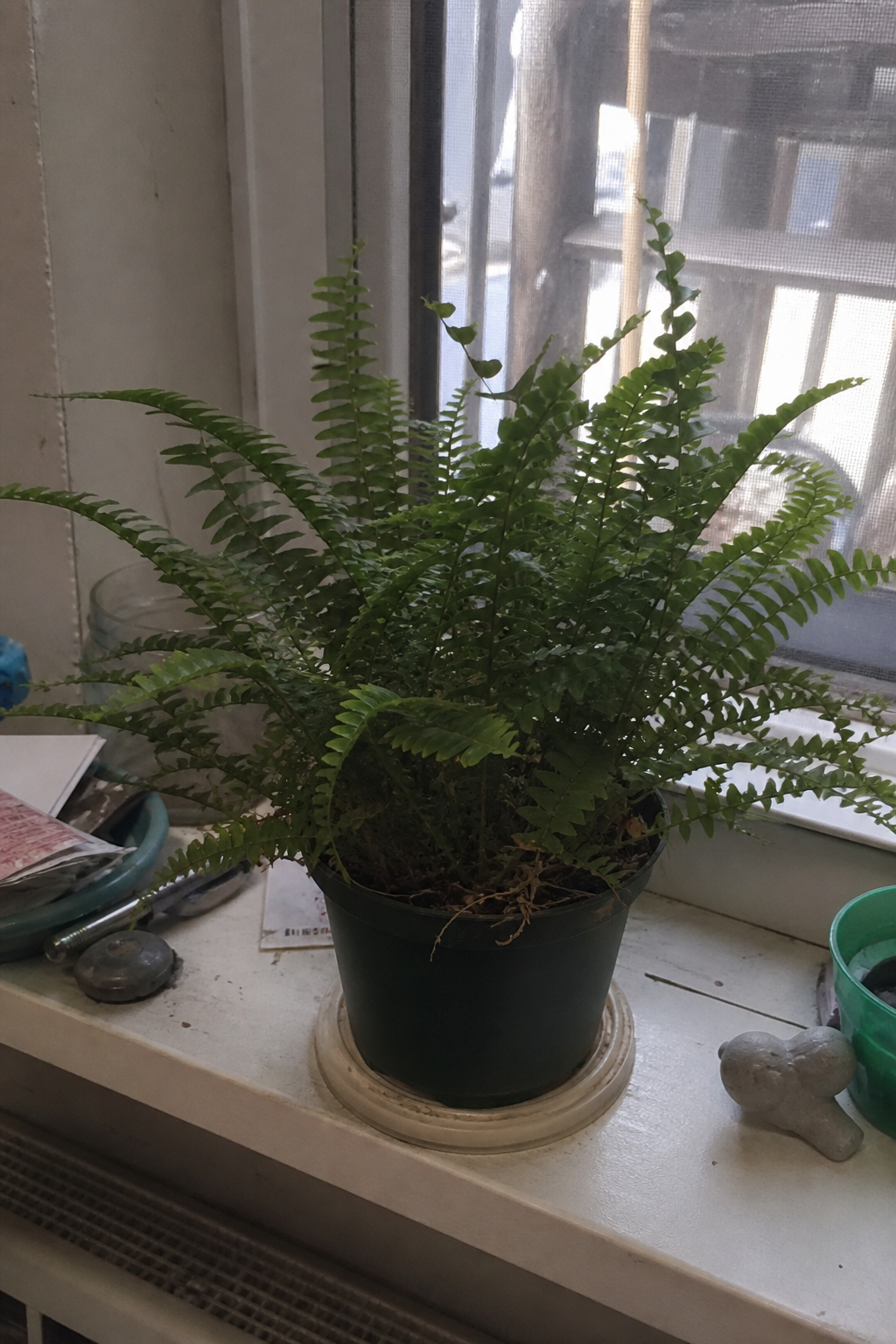 An ordinary dull vertical smartphone snapshot of a fern in a plastic pot on a cluttered windowsill, the flat literal plant photo most people start from before styling it.