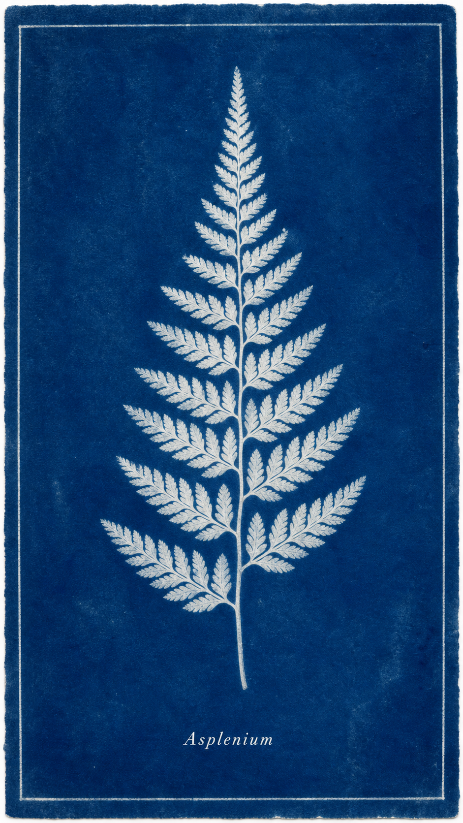 A cyanotype blueprint botanical print of a single fern frond as a pale white silhouette on a deep Prussian-blue ground, centered with a small serif-italic Latin-name label, titled Asplenium.