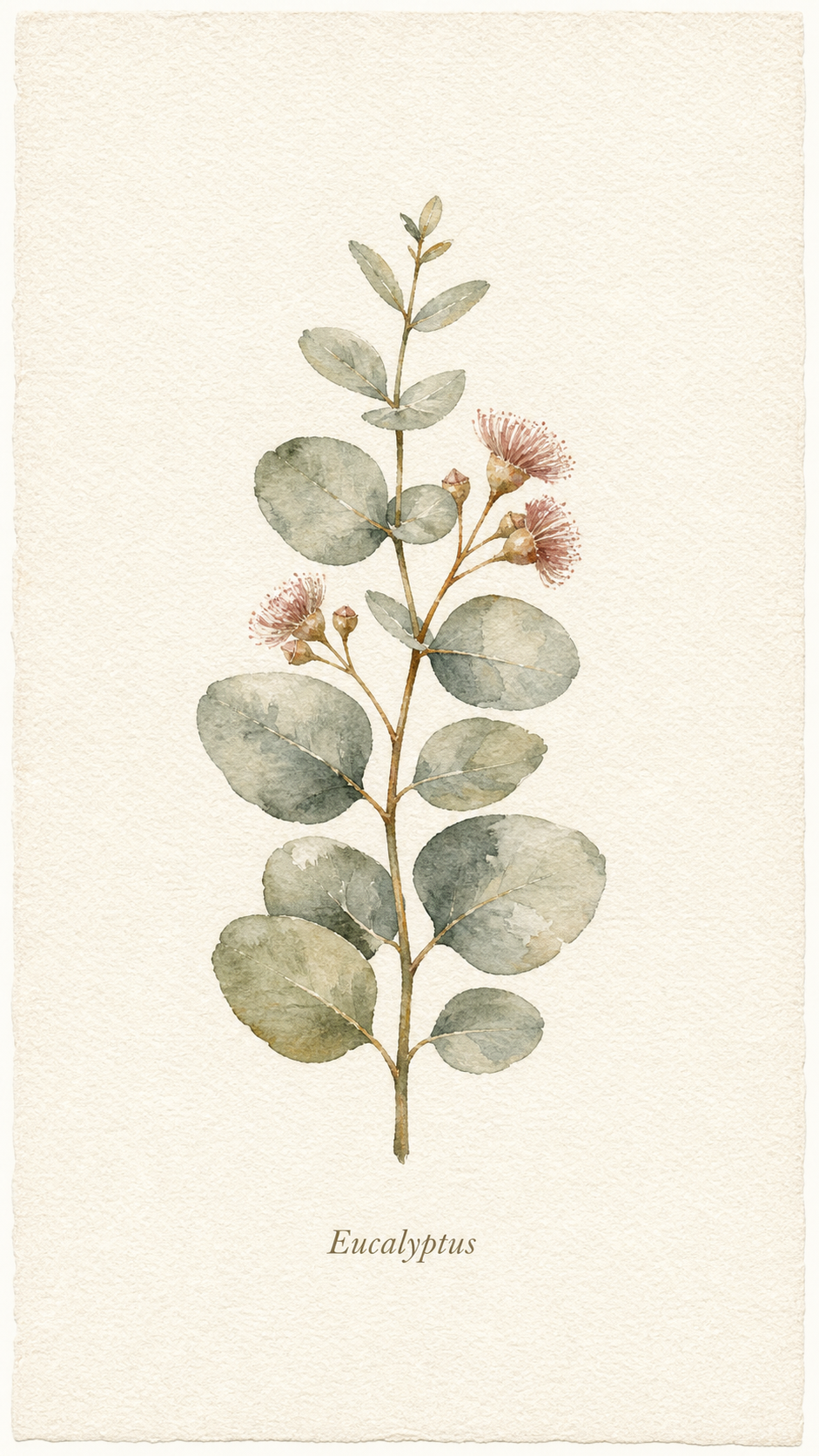 A loose watercolor botanical print of a single eucalyptus sprig in soft sage and muted rose washes on warm paper, centered with a serif-italic Latin-name label, titled Eucalyptus.